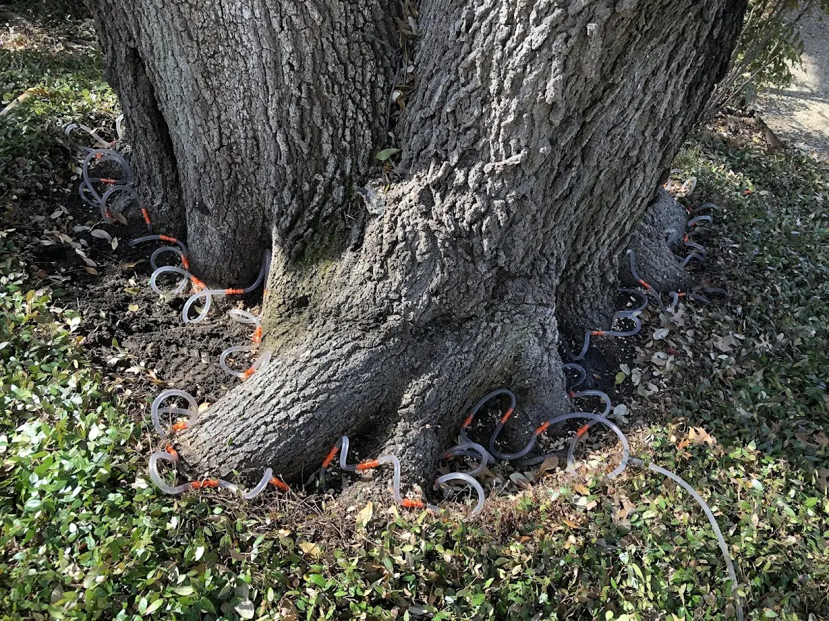 Detailed Tree Cabling and Bracing job site in Gore Springs