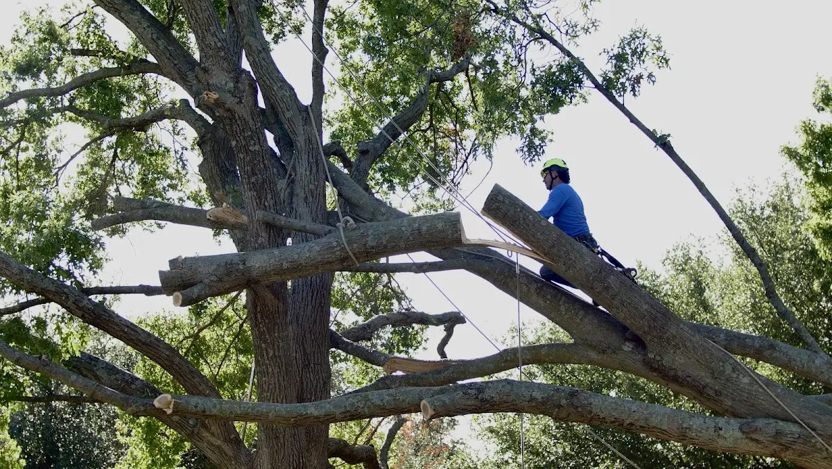 Professional Crown Thinning performed by certified arborists in Gore Springs