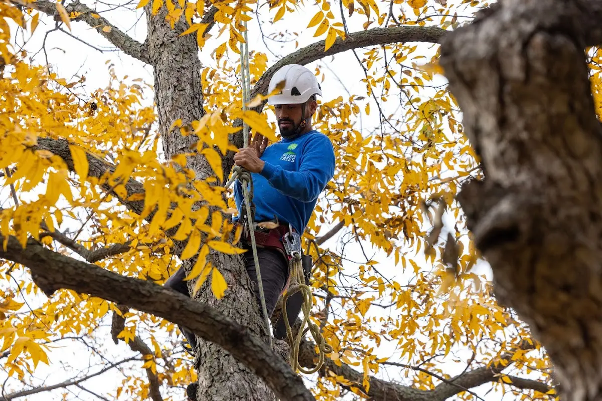 Skilled Tree Pruning crew working in Gore Springs
